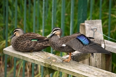 Pacific Black Duck photo 6