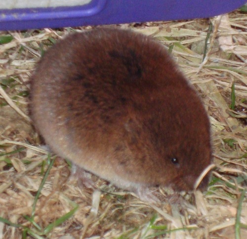 Pine Vole