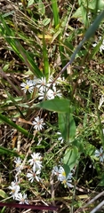 Symphyotrichum depauperatum