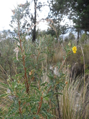 Adesmia miraflorensis