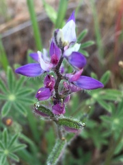 Lupinus concinnus