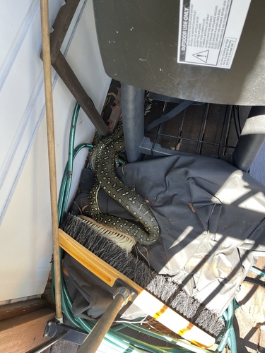 Diamond Python sighting