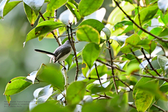 Polioptila bilineata