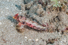 Synchiropus morrisoni