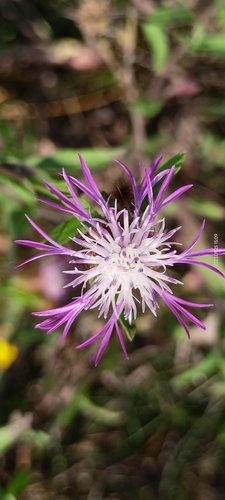 Image of Centaurea trichocephala by no rights reserved