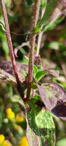 Image of Centaurea trichocephala by no rights reserved
