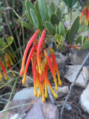 Tristerix penduliflorus