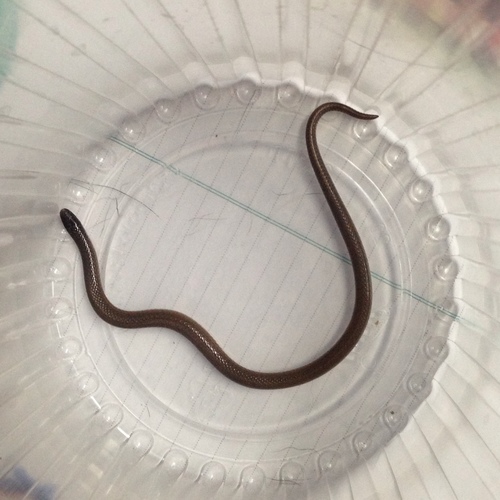 Tantillita canula