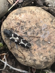Neoclytus conjunctus