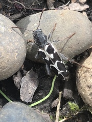 Neoclytus conjunctus