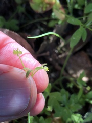 Ranunculus hebecarpus