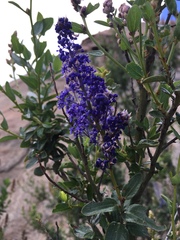 Ceanothus cyaneus