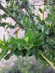 Ceanothus cyaneus