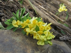 Corydalis bracteata