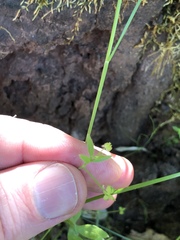 Ranunculus hebecarpus