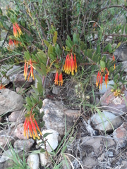 Tristerix penduliflorus