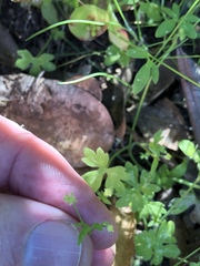 Ranunculus hebecarpus