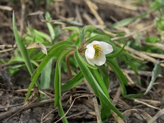 Anemonoides caerulea