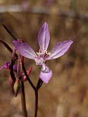 Clarkia modesta