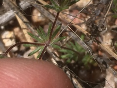 Leptosiphon chrysanthus