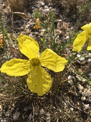 Oenothera hartwegii