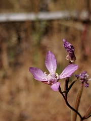 Clarkia modesta