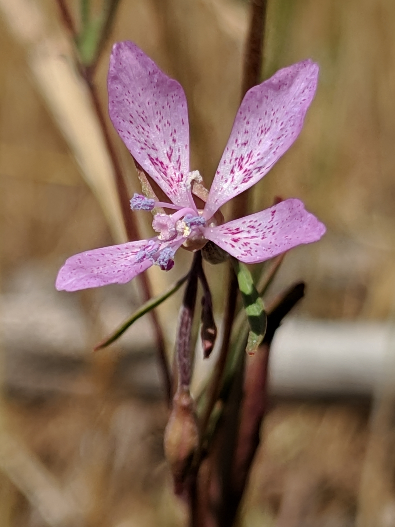 Clarkia modesta