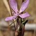 Clarkia modesta - Photo no hay derechos reservados, subido por Alex Heyman
