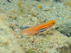 Blackbelly Dwarfgoby photo 4