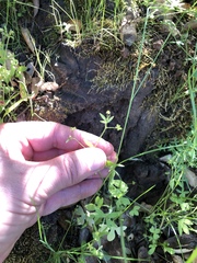 Ranunculus hebecarpus