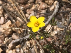 Leptosiphon chrysanthus