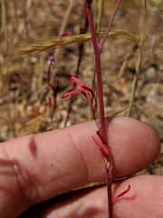 Clarkia modesta