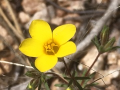 Leptosiphon chrysanthus