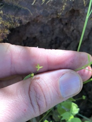 Ranunculus hebecarpus