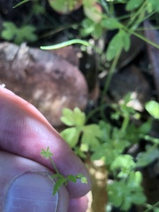 Ranunculus hebecarpus