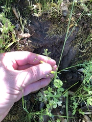 Ranunculus hebecarpus