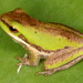 Litoria - Photo (c) Victor W Fazio III, some rights reserved (CC BY-NC)
