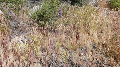 Delphinium parishii subglobosum