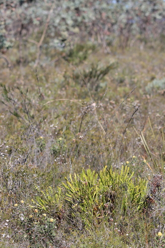 Image of Isopogon polycephalus by (c) Benjamin Anderson, some rights reserved (CC BY)