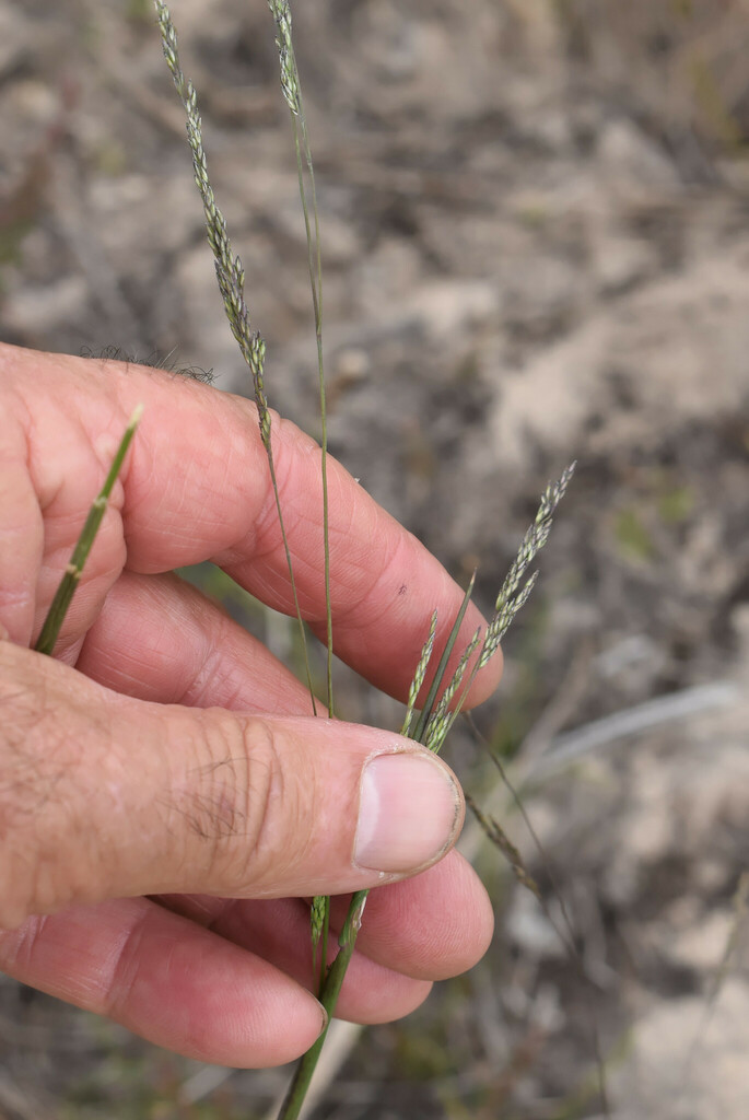 Calamagrostis decipiens