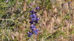 Delphinium parishii subglobosum