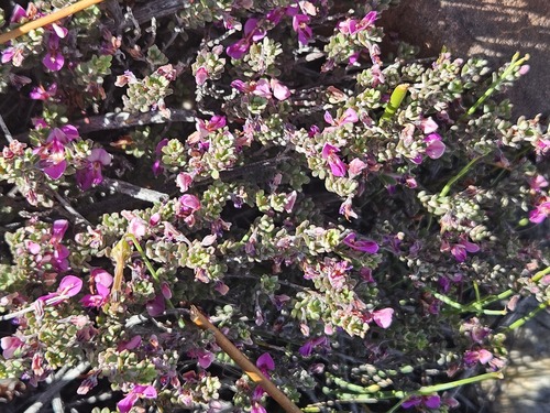 Ladismith Indigo (Indigofera sclerophylla)