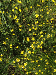 Ranunculus occidentalis