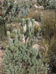 Leucadendron comosum, photograph (c) Ren Hoekstra, some rights reserved (CC BY)