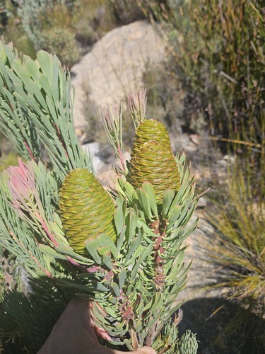 Common Ridgecone Conebush (Leucadendron comosum)