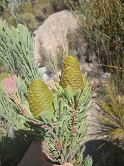 Leucadendron comosum