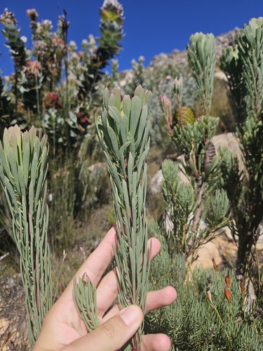 Leucadendron comosum, photograph 4