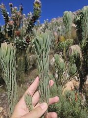 Leucadendron comosum, photograph (c) Ren Hoekstra, some rights reserved (CC BY)