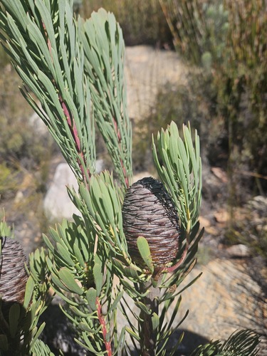 Leucadendron comosum, photograph 3