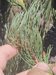 Leucadendron comosum, photograph (c) Ren Hoekstra, some rights reserved (CC BY)